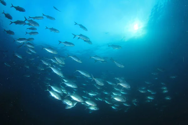 Sauberes Blaues Unterwasserleben Mit Vielen Bunten Fischen — Stockfoto