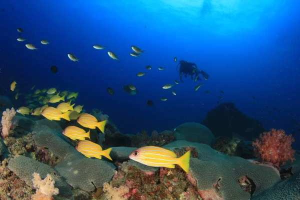 多くのカラフルな魚ときれいな青い海底生活 — ストック写真