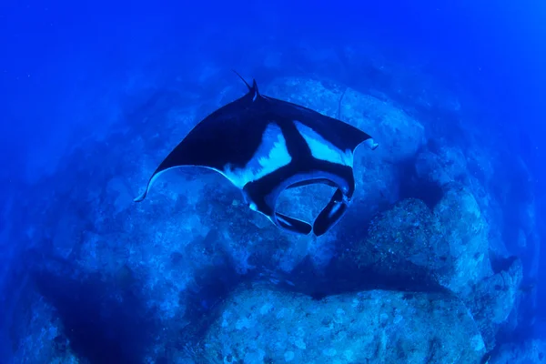 Stingray Dans Eau Mer Bleue Propre — Photo