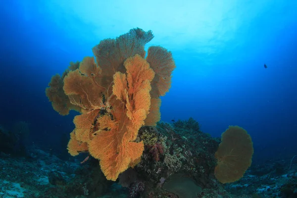 Koralliriutat Puhtaassa Sinisessä Merivedessä — kuvapankkivalokuva