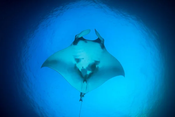 Stingray in clean blue sea water