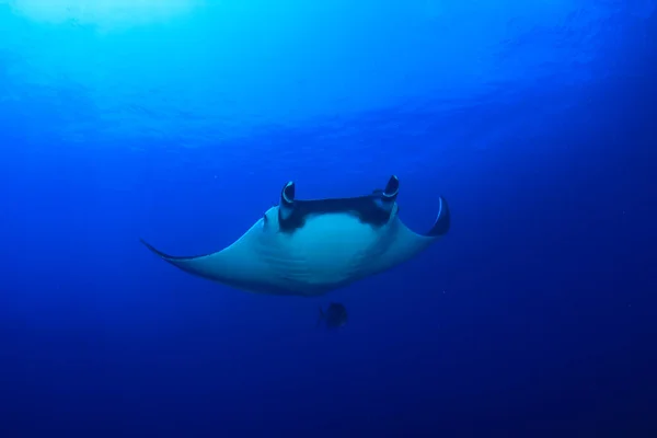 Stingray Clean Blue Sea Water — Stock Photo, Image