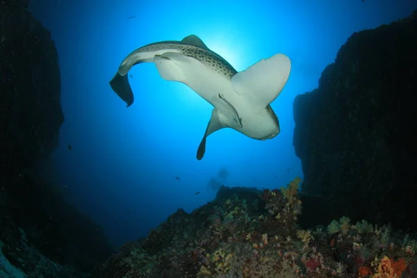 Tiburón Agua Mar Azul Limpia — Foto de Stock