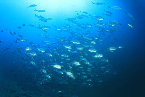 Czysty Niebieski Podmorskie Życie Wielu Kolorowych Ryb — Zdjęcie stockowe