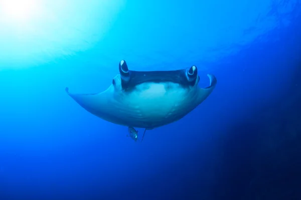 Stingray Puhtaassa Sininen Merivesi — kuvapankkivalokuva