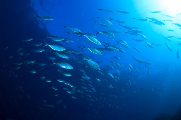 Sauberes Blaues Unterwasserleben Mit Vielen Bunten Fischen — Stockfoto