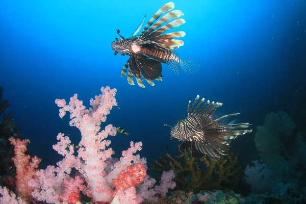 エキゾチックな魚で青い海底生活をきれいにする — ストック写真