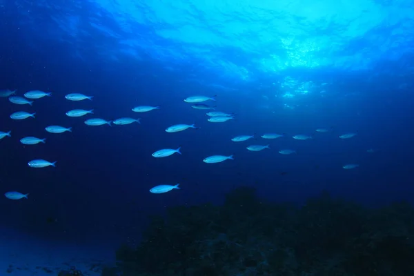 Sauberes Blaues Unterwasserleben Mit Vielen Bunten Fischen — Stockfoto