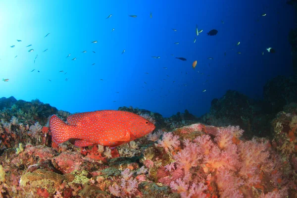 多くのカラフルな魚ときれいな青い海底生活 — ストック写真