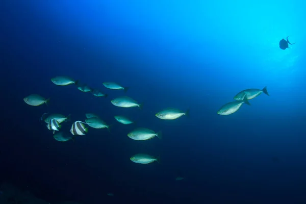 有许多五彩斑斓的鱼的干净的蓝色海底生活 — 图库照片