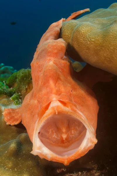 エキゾチックな魚で青い海底生活をきれいにする — ストック写真