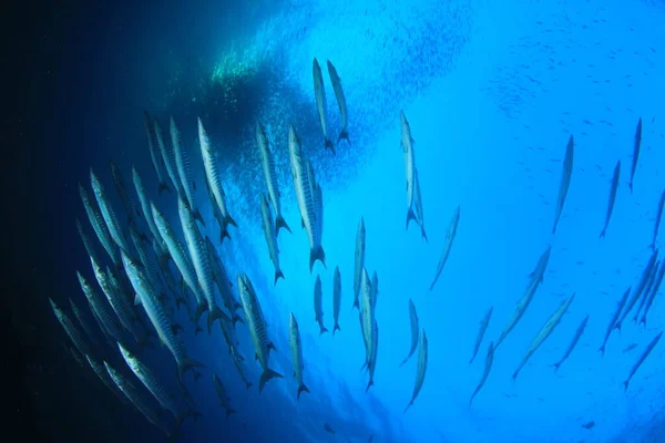 多くのカラフルな魚ときれいな青い海底生活 — ストック写真