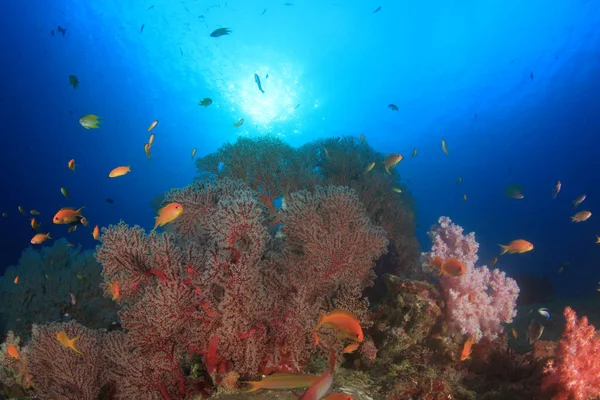 Limpe Vida Submarina Azul Com Muitos Peixes Coloridos — Fotografia de Stock