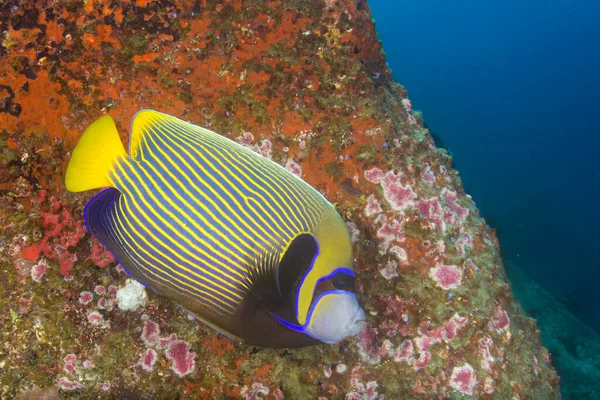 Limpe Vida Submarina Azul Com Peixes Exóticos — Fotografia de Stock