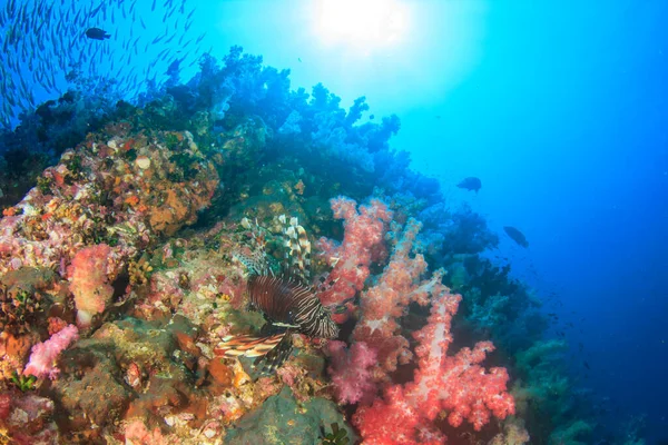 Limpe Vida Submarina Azul Com Muitos Peixes Coloridos — Fotografia de Stock