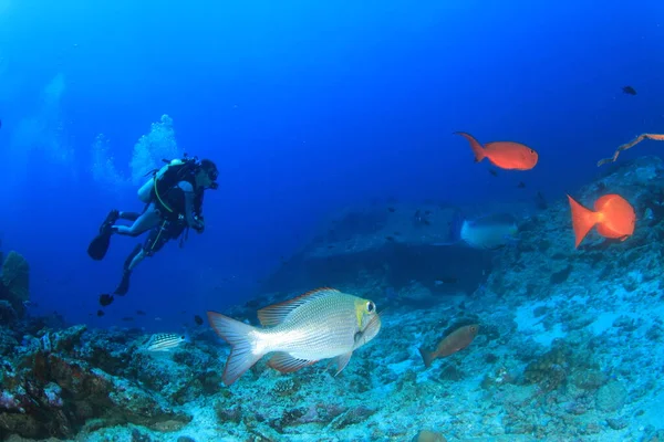 Čistý Modrý Podmořský Život Mnoha Barevnými Rybami — Stock fotografie