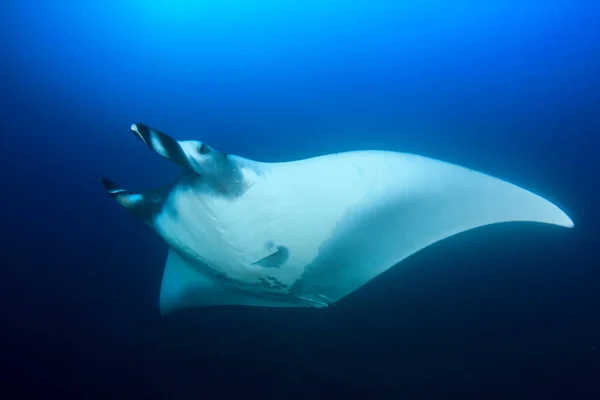 Temiz Mavi Deniz Suyunda Stingray — Stok fotoğraf