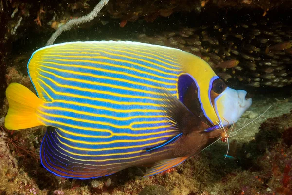 Limpiar Vida Submarina Azul Con Peces Exóticos — Foto de Stock