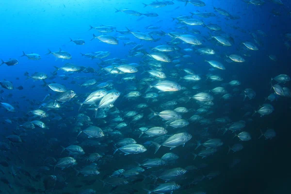 Sauberes Blaues Unterwasserleben Mit Vielen Bunten Fischen — Stockfoto