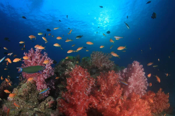 Limpe Vida Submarina Azul Com Muitos Peixes Coloridos — Fotografia de Stock