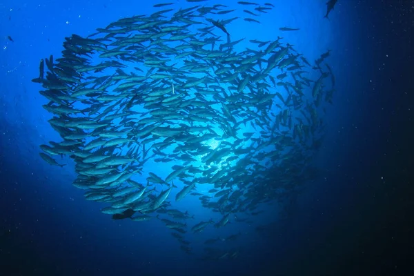 Pulito Blu Vita Sottomarina Con Molti Pesci Colorati — Foto Stock