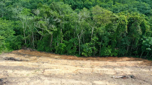 Metsien Puunkorjuu Tai Metsäkato Puuteollisuuden Puiden Kaataminen — kuvapankkivalokuva