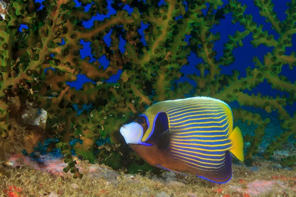 Limpiar Vida Submarina Azul Con Peces Exóticos — Foto de Stock