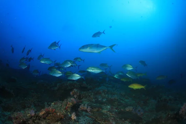 多くのカラフルな魚ときれいな青い海底生活 — ストック写真