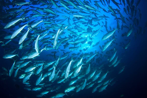 Sauberes Blaues Unterwasserleben Mit Vielen Bunten Fischen — Stockfoto