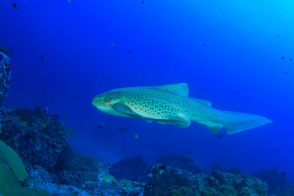 Puhdas Sininen Merenalainen Elämä Eksoottisten Kalojen Kanssa — kuvapankkivalokuva