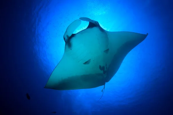 Temiz Mavi Deniz Suyunda Stingray — Stok fotoğraf