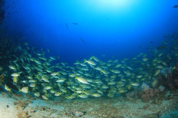 Puhdas Sininen Merenalainen Elämä Monien Värikkäiden Kalojen Kanssa — kuvapankkivalokuva