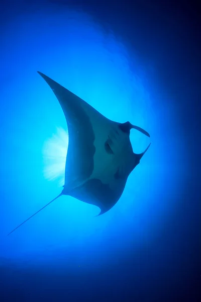 Temiz Mavi Deniz Suyunda Stingray — Stok fotoğraf