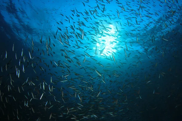 Sauberes Blaues Unterwasserleben Mit Vielen Bunten Fischen — Stockfoto