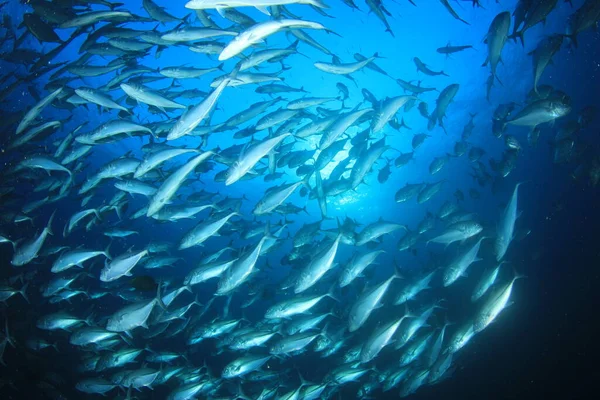 Vie Sous Marine Bleu Propre Avec Nombreux Poissons Colorés — Photo