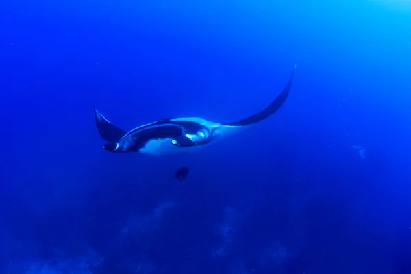 Stingray Clean Blue Sea Water — Stock Photo, Image