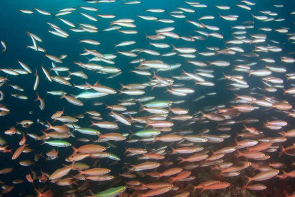 Sauberes Blaues Unterwasserleben Mit Vielen Bunten Fischen — Stockfoto