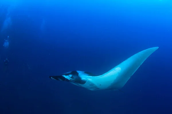 Stingray Agua Mar Azul Limpia —  Fotos de Stock