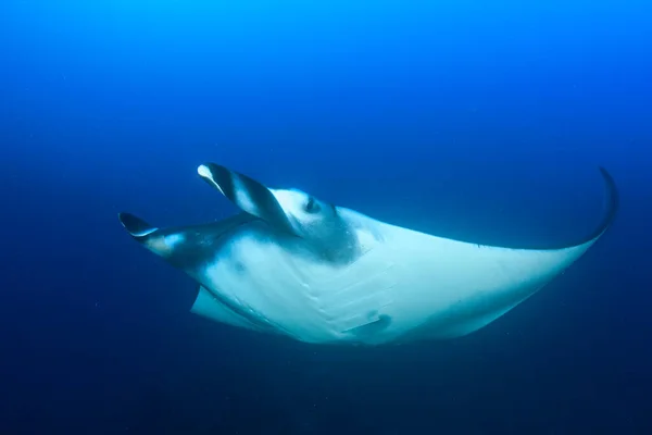 Temiz Mavi Deniz Suyunda Stingray — Stok fotoğraf