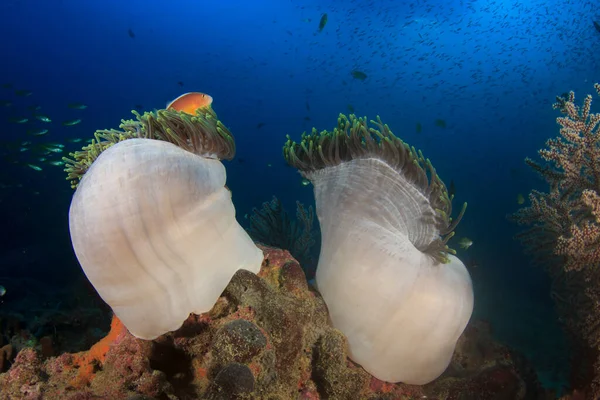 多くのカラフルな魚ときれいな青い海底生活 — ストック写真