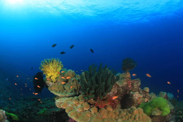 Bir sürü renkli balıkla temiz mavi sualtı yaşamı.