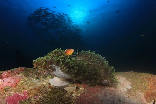 エキゾチックな魚で青い海底生活をきれいにする — ストック写真