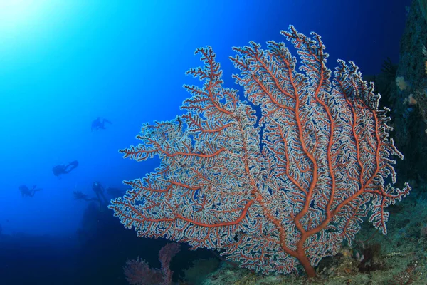 Coral reefs in clean blue sea water