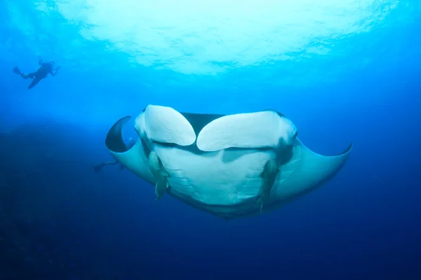 Stingray Dans Eau Mer Bleue Propre — Photo