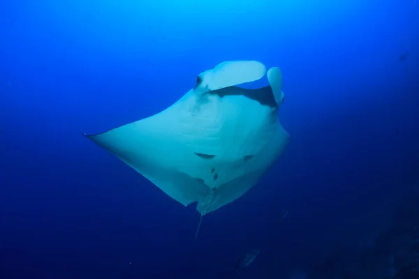 Temiz Mavi Deniz Suyunda Stingray — Stok fotoğraf