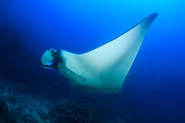 Temiz Mavi Deniz Suyunda Stingray — Stok fotoğraf