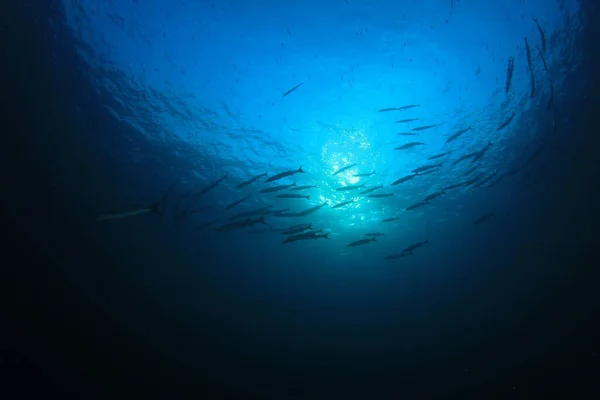 Vie Sous Marine Bleu Propre Avec Nombreux Poissons Colorés — Photo