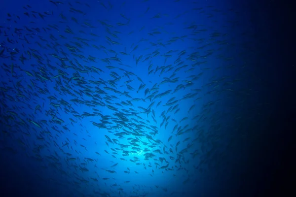 Limpe Vida Submarina Azul Com Muitos Peixes Coloridos — Fotografia de Stock