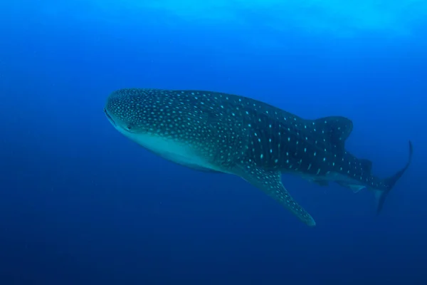 きれいな青い海の水のサメ — ストック写真