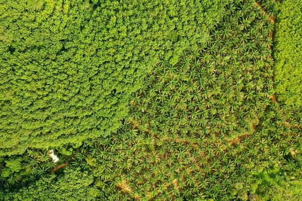 Oljepalmeplantasje Utkanten Tropisk Regnskog Flyfoto Fra Drone Som Viser Miljøskadene royaltyfrie gratis stockfoto